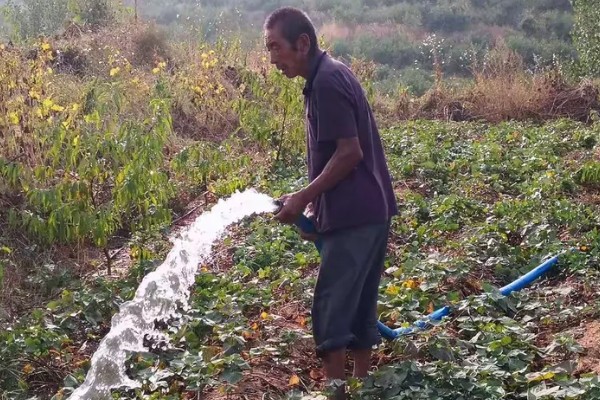 地瓜怎么种植，每穴播种1-2粒