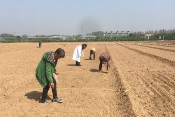 地瓜怎么种植，每穴播种1-2粒