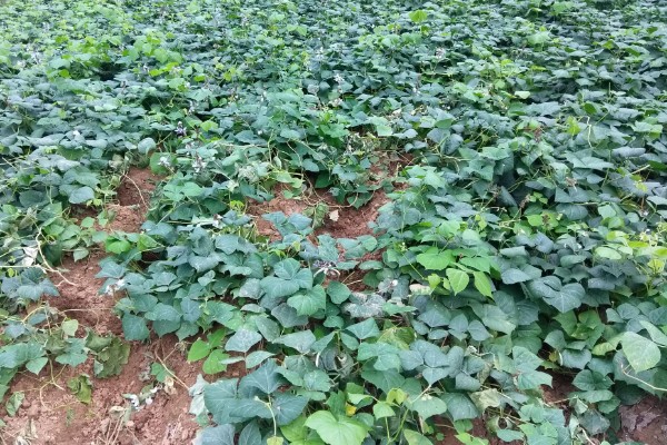 地瓜怎么种植，每穴播种1-2粒