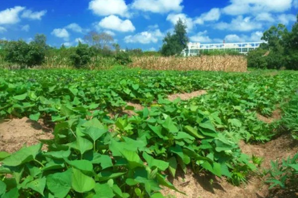 地瓜怎么种植，每穴播种1-2粒