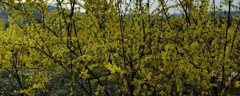 连翘如何繁殖，可分株、压条繁殖等