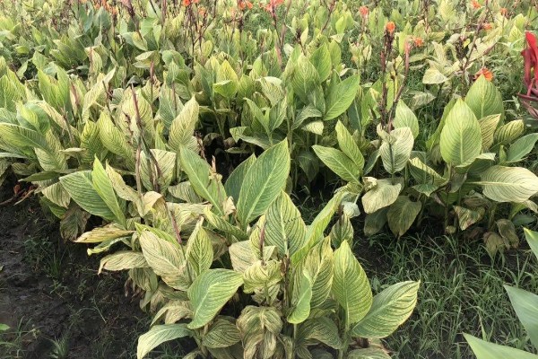 花叶美人蕉的养殖方法，每天至少接受5小时的直射光