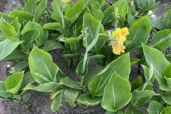 花叶美人蕉的养殖方法，每天至少接受5小时的直射光