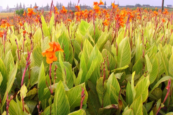 花叶美人蕉的养殖方法，每天至少接受5小时的直射光