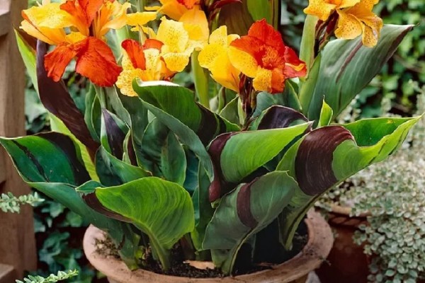 花叶美人蕉的养殖方法，每天至少接受5小时的直射光