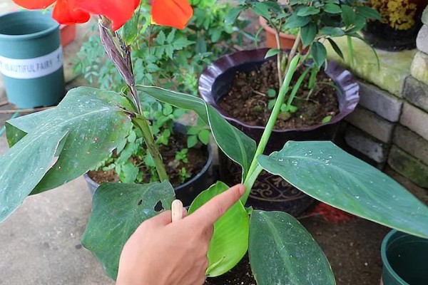 花叶美人蕉的养殖方法，每天至少接受5小时的直射光