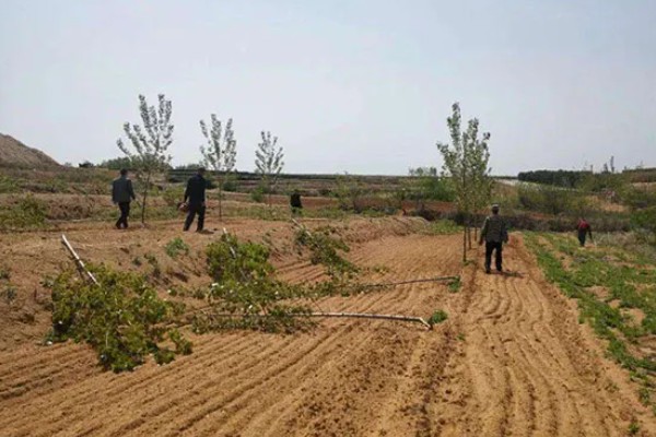 耕地非农化的含义，不能在耕地上面从事非农业活动