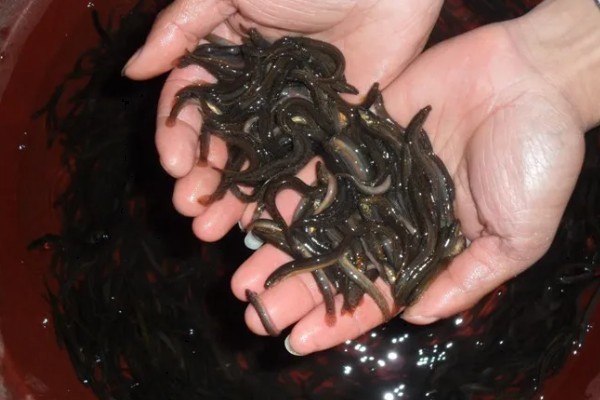 泥鳅喜欢吃的食物，鳅苗主食浮游动物