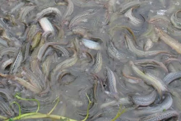 泥鳅喜欢吃的食物，鳅苗主食浮游动物