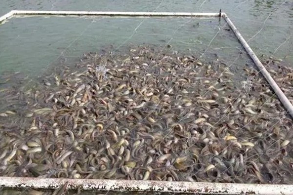 泥鳅喜欢吃的食物，鳅苗主食浮游动物