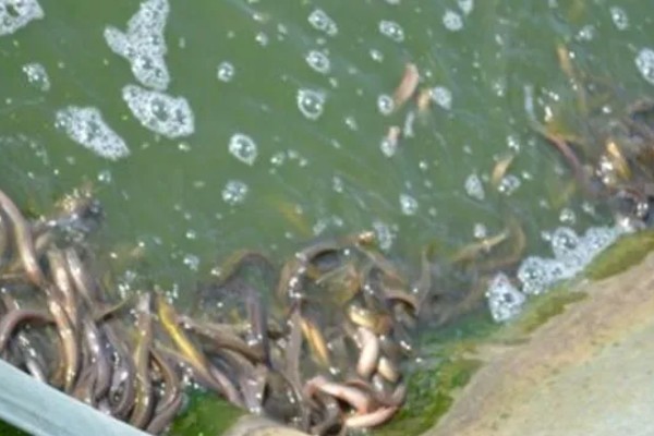 泥鳅喜欢吃的食物，鳅苗主食浮游动物