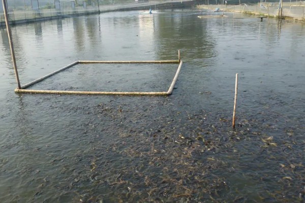 泥鳅喜欢吃的食物，鳅苗主食浮游动物