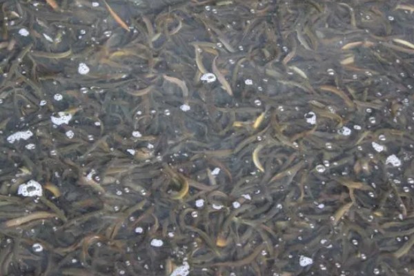 泥鳅喜欢吃的食物，鳅苗主食浮游动物