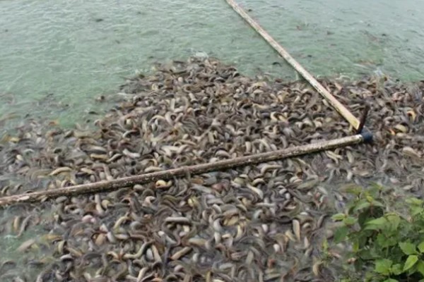 泥鳅喜欢吃的食物，鳅苗主食浮游动物