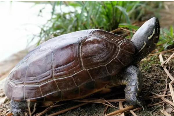 草龟可以长多大，平均体长为15-28厘米