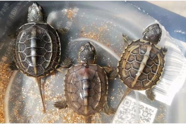 草龟可以长多大，平均体长为15-28厘米