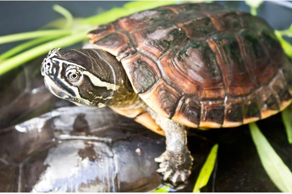 草龟可以长多大，平均体长为15-28厘米