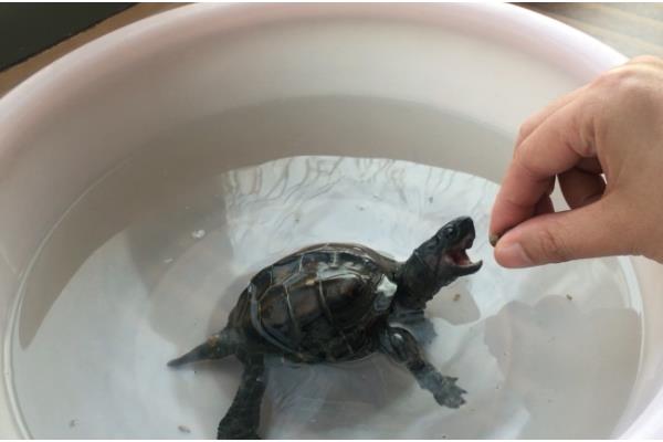 草龟可以长多大，平均体长为15-28厘米