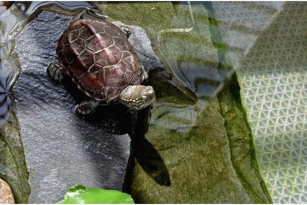 草龟可以长多大，平均体长为15-28厘米