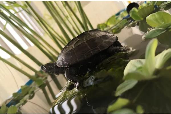 草龟可以长多大，平均体长为15-28厘米