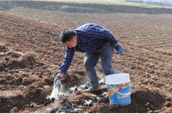 玉米怎么施肥，植株有6-7片叶时亩施10公斤尿素