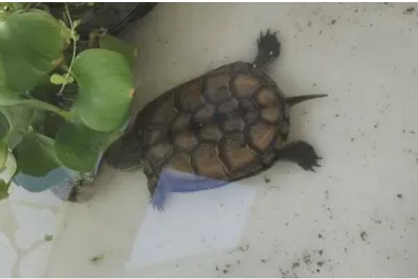 草龟可以长多大，平均体长为15-28厘米