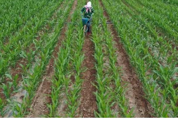玉米怎么施肥，植株有6-7片叶时亩施10公斤尿素