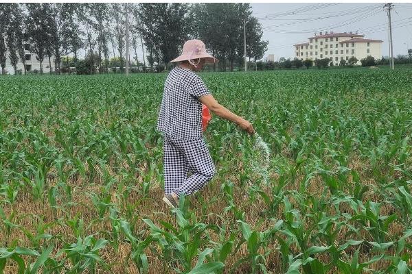 玉米怎么施肥，植株有6-7片叶时亩施10公斤尿素