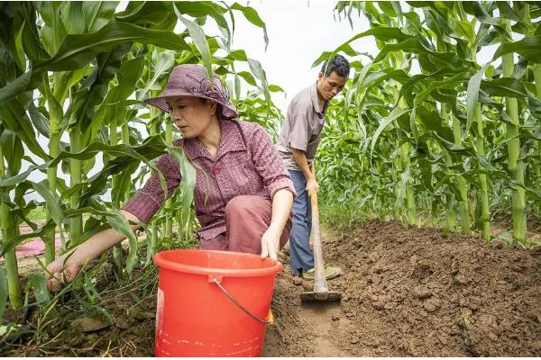 玉米怎么施肥，植株有6-7片叶时亩施10公斤尿素