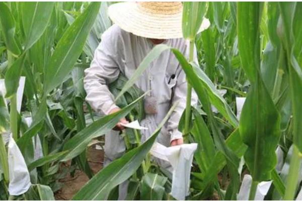 玉米怎么施肥，植株有6-7片叶时亩施10公斤尿素