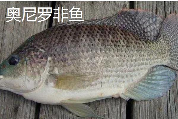 罗非鱼有什么品种，红罗非鱼、尼罗罗非鱼、奥尼罗非鱼都很常见