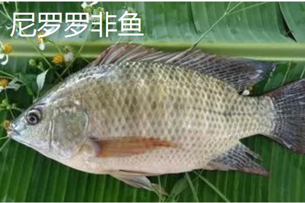 罗非鱼有什么品种，红罗非鱼、尼罗罗非鱼、奥尼罗非鱼都很常见