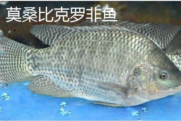 罗非鱼有什么品种，红罗非鱼、尼罗罗非鱼、奥尼罗非鱼都很常见