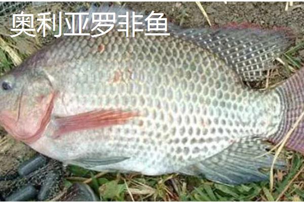 罗非鱼有什么品种，红罗非鱼、尼罗罗非鱼、奥尼罗非鱼都很常见
