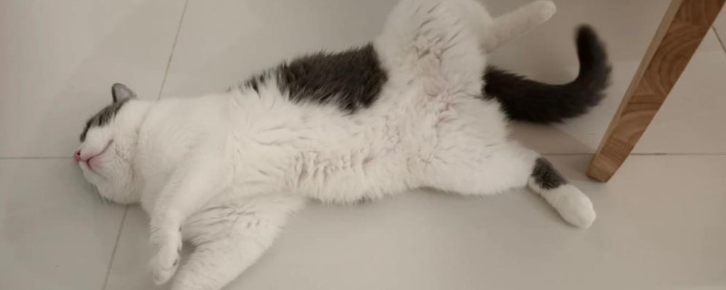 猫咪睡觉时翻白眼的原因，可能是避险本能、感到饥饿等