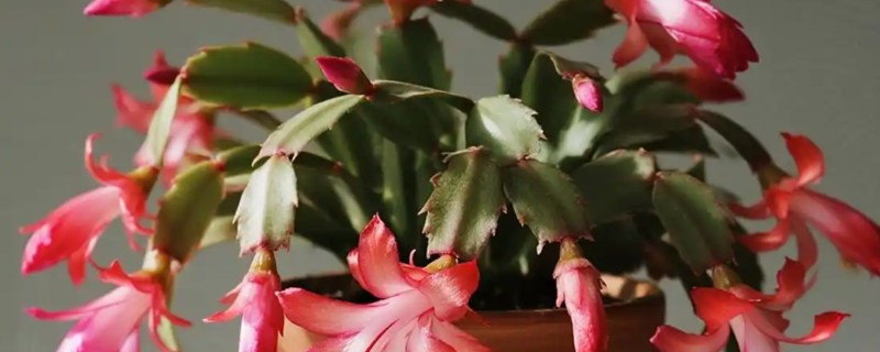 蟹爪兰叶子干瘪发软还能不能活，还可以活