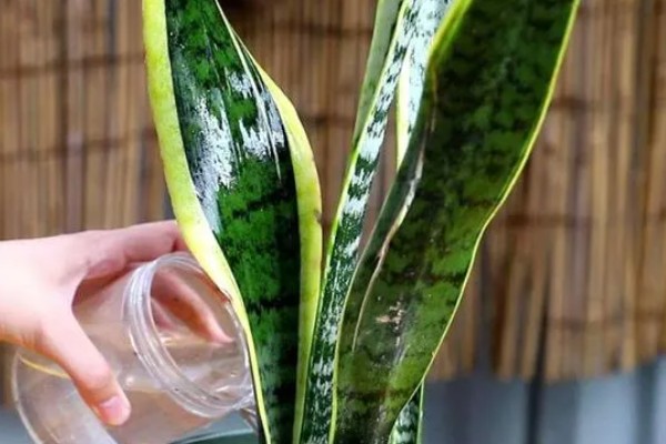 虎皮兰花香对身体有害吗，不会对人体产生伤害