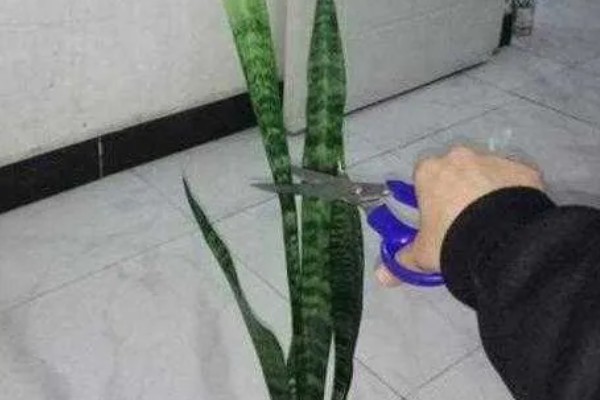 虎皮兰花香对身体有害吗，不会对人体产生伤害