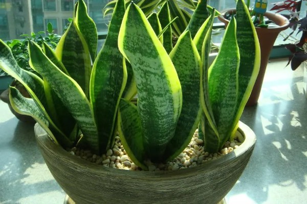 虎皮兰花香对身体有害吗，不会对人体产生伤害