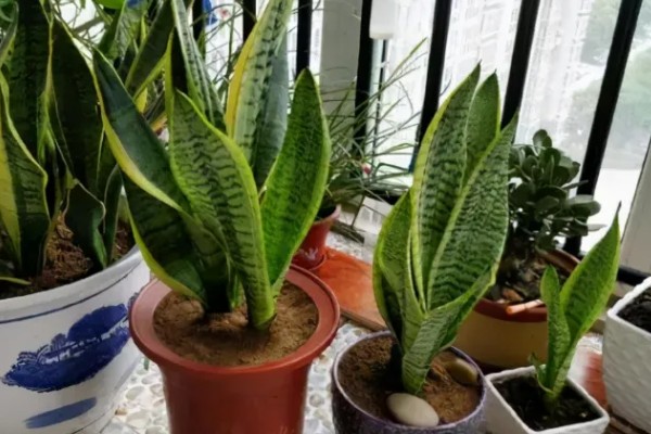 虎皮兰花香对身体有害吗，不会对人体产生伤害