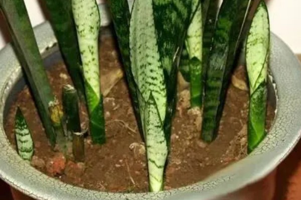 虎皮兰花香对身体有害吗，不会对人体产生伤害