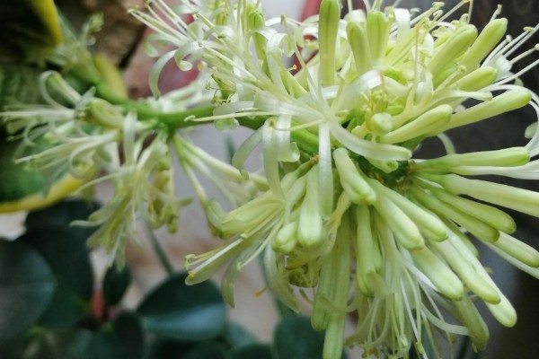 虎皮兰花香对身体有害吗，不会对人体产生伤害