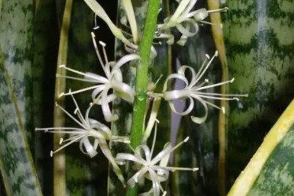 虎皮兰花香对身体有害吗，不会对人体产生伤害