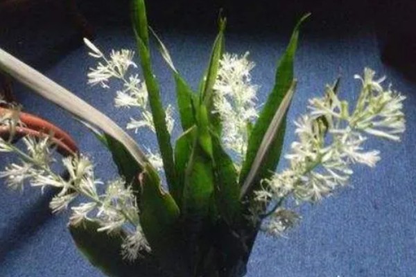 虎皮兰花香对身体有害吗，不会对人体产生伤害