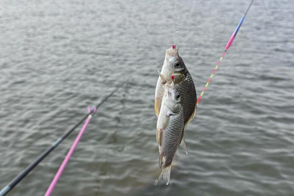钓鱼有哪些技巧，钓位根据季节、时间等确定