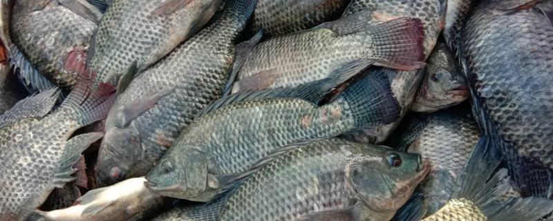 怎么钓罗非鱼上鱼快，鱼钩可用袖钩、海夕钩或伊豆钩