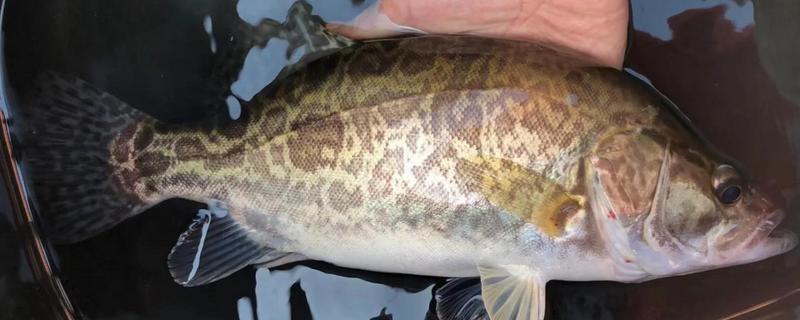 家养桂鱼冬季可以养多久，一般能存活1-2天