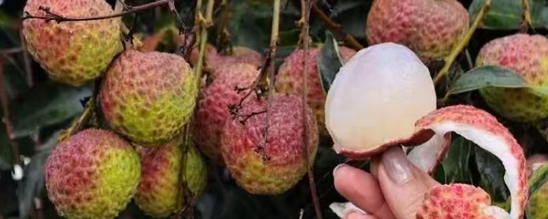 有哪些早熟荔枝品种，常见的有仙桃荔枝、香蜜早荔枝等