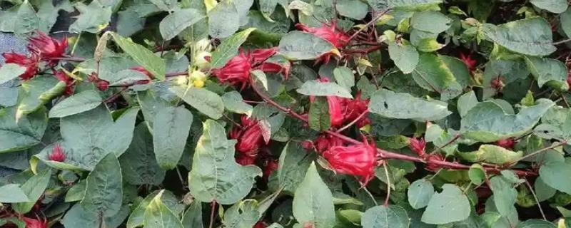 红桃K种子发芽的种养方式，种养前需要进行翻土和施加底肥