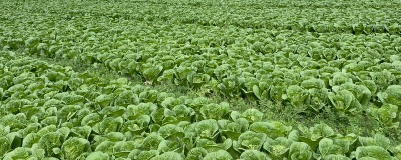 娃娃菜怎么种植，株距保持在20厘米